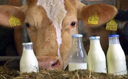 Крупнейшие китайские переработчики молока активно инвестируют в расширение сырьевой базы
